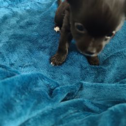 Rose - Chihuahua puppy in Chapin, South Carolina from Annabelle's Wish Chihuahua's
