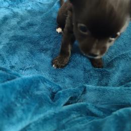 Rose - Chihuahua puppy in Chapin, South Carolina from Annabelle's Wish Chihuahua's