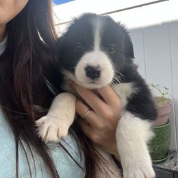 Blue Collar moonlight river - Black and white female Border Collie puppy in Florida from DAKOZEN