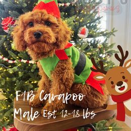 Ziggy - Red male Cavapoo puppy in West Jordan, Utah from Ruby's Cavapoos