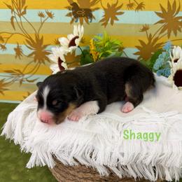 Shaggy - Black tri-color male Australian Shepherd puppy in El Dorado Springs, Missouri from OR Aussies