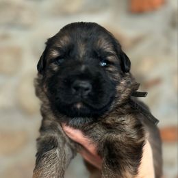 Black collar - Aurelius - Sable male German Shepherd puppy in Paoli, Pennsylvania from Vom Hillhaus