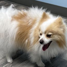Gunner - Pomeranian