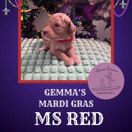 Girl 6 - Apricot female Poodle puppy in Ocean Springs, Mississippi from Forever Summer Standard Poodles