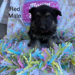 Male 1 - Black and tan male German Shepherd puppy in Holladay, Tennessee from Mercedes Gumbel