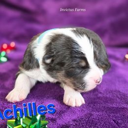 Achilles - Black tri-color male Australian Shepherd puppy in Smithfield, Utah from Invictus Farms