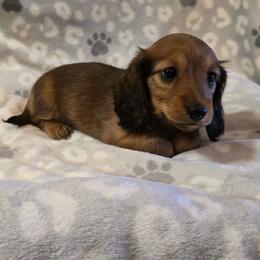 Ariel 2,800 - Red female Dachshund puppy in Tonopah, Arizona from Desert Diamond Dachshunds