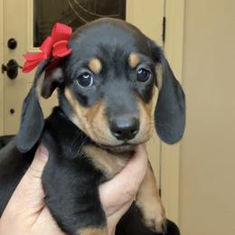 Bullet Girl - Black and tan female Dachshund puppy in Guthrie, Oklahoma from Kingdom Mini Dashchunds