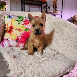 Norwich Terrier Puppies from Yellow Mountain Norwich