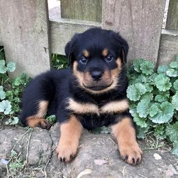 Rottweiler Puppies from Alpha Co. Rottweilers