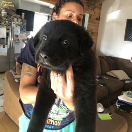 Boy 1 - Black German Shepherd puppy in Indiana from Vom Oma Haus Kennels