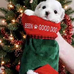 Shichon and Shih Tzu Puppies from Angie’s Teddy Bear Puppies Minnesota