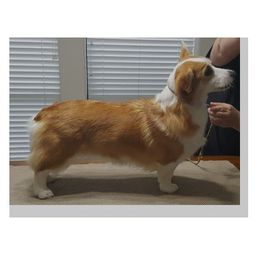 Penny - Pembroke Welsh Corgi