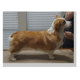 Penny - Pembroke Welsh Corgi