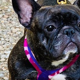 French Bulldogs from Rebull Frenchies