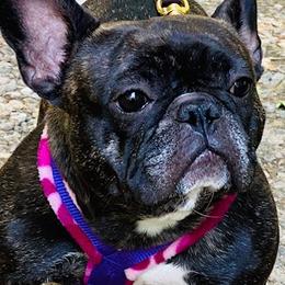 French Bulldogs from Rebull Frenchies