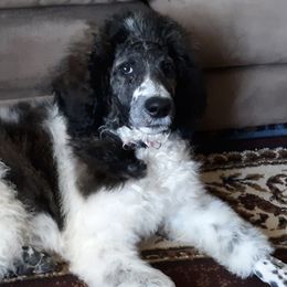 Poodles from Elva Rowe's Standard Poodles