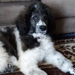 Poodles from Elva Rowe's Standard Poodles