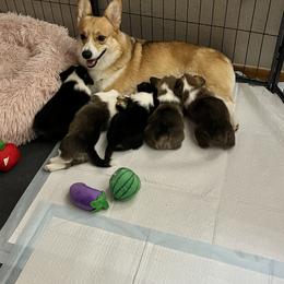 Pembroke Welsh Corgi Puppies from S7 Corgis and Chaos