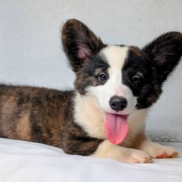 Snickers - Brindle and white male American Corgi puppy in Clarksville, Tennessee from Cold Creek Family Farm LLC