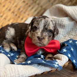 Orange - Merle male Goldendoodle puppy in Hesperia, Michigan from Red Acres Poodles & Doodles