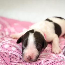 Miss Light Pink - Chocolate female Australian Labradoodle puppy in Wake Forest, North Carolina from Lucky Country Labradoodles