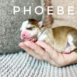 Girl 1 - Pomsky puppy in Grass Valley, California from Karalot Pomskies