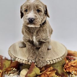 Black boy - Goldendoodle puppy from Sweet Georgia Doodles