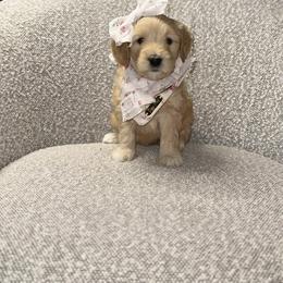 Ivy - Apricot female Goldendoodle puppy in Layton, Utah from Gracious Doodle Dogs