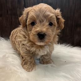 Chai - Brown male Maltipoo puppy in Grottoes, Virginia from Wendy’s Maltese & Cavamalts of Virginia