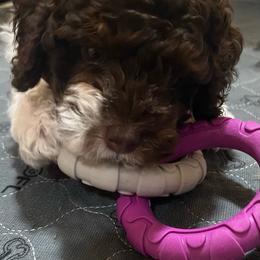 Mocha - Parti male Poodle puppy in Nixa, Missouri from Foxtrot Farm Poodles