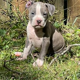 Lagoon - Blue male American Staffordshire Terrier puppy in Monroe, Georgia from Irresistibull Staffords