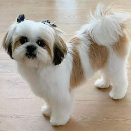 Shih Tzus from California Dreamin’ Shih Tzus