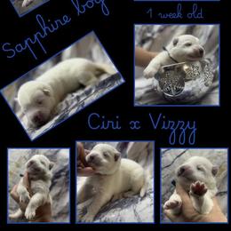 SAPPHIRE Boy - White male German Shepherd puppy in Apache Junction, Arizona from CS Vista Farms