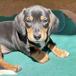 Dachshund Puppies from Star Doxies