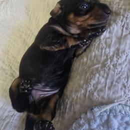 Sugarplum - Black and tan female Dachshund puppy in Oklahoma City, Oklahoma from Hamm Weenies  AKC (Dachshunds)