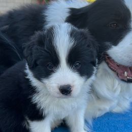 Green collar girl - Black and white female Border Collie puppy in Litchfield Park, Arizona from Dragonfly BC Puppies (Champion Lineage)