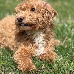 Curtis - Apricot male Poodle puppy in Chattanooga, Tennessee from Joy-Fur Puppies