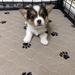 Pembroke Welsh Corgi Puppies from Chases Dream Kennel