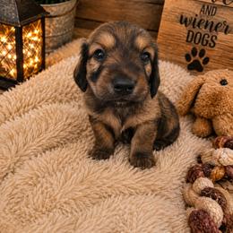 Isaac - Red male Dachshund puppy in Adolphus, Kentucky from Walker's Dachshunds