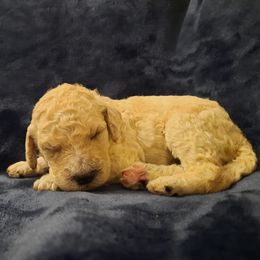 Red Collar - Cream male Poodle puppy in Athol, Massachusetts from DoeValley Standard Poodles