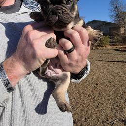 7even - Liver female French Bulldog puppy in Fayetteville, North Carolina from Burger's Pups