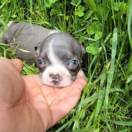 Boston Terriers from Central MI Bostons