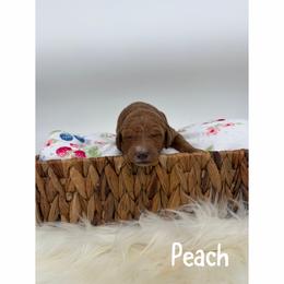 Peach - Red  female Goldendoodle puppy in Smithfield, Kentucky from KBK9 Kennels