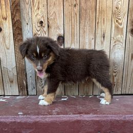 Boy 3 - Red tri-color male Australian Shepherd puppy in Chino, California from RanchLand Aussies HC