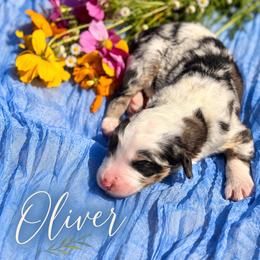 Oliver - Blue merle male Bernedoodle puppy in Burbank, Ohio from Berns & Doodles