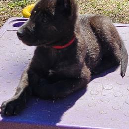 Red collar girl - Black brindle female Dutch Shepherd puppy in Howey In The Hills, Florida from MAC K9 Dutch Shepherds