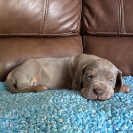 Crowley -Lilac Tanpoint - Chocolate male Great Dane puppy in Morton, Illinois from That Gurl K9s