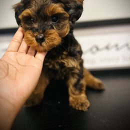 Piper - Black and gold female Yorkipoo puppy in Ocala, Florida from Top Notch Pupz