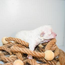Romeo - White male Maltipoo puppy in Rainbow City, Alabama from Southland Farm Kennels